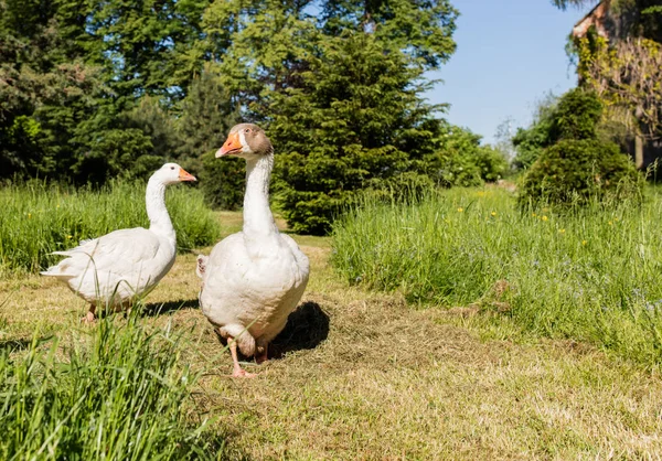 White geese in park — Stock Photo, Image