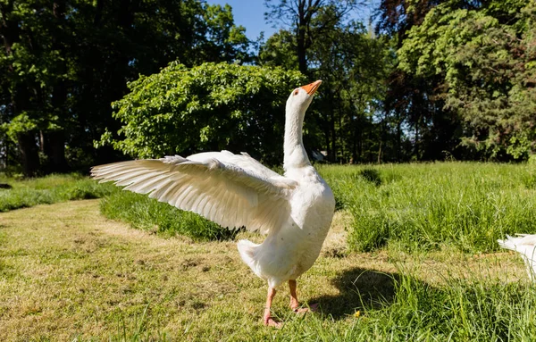 White goose in park — Stock Photo, Image