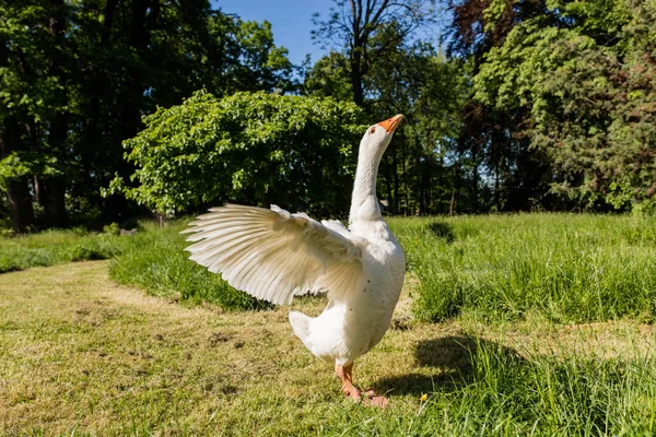 White goose in park — Stock Photo, Image