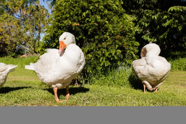 White geese in park — Stock Photo, Image