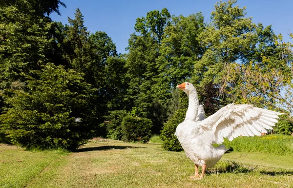 White goose in park — Stock Photo, Image