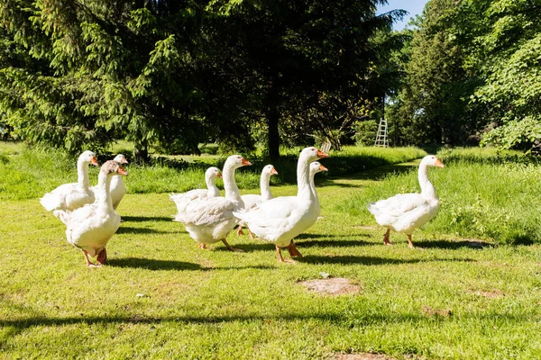 White geese in park — Stock Photo, Image