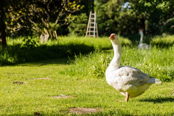 White goose in park — Stock Photo, Image