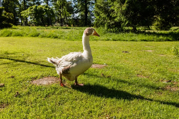 White goose in park — Stock Photo, Image