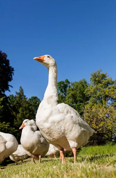 Weiße Gänse im Park — Stockfoto