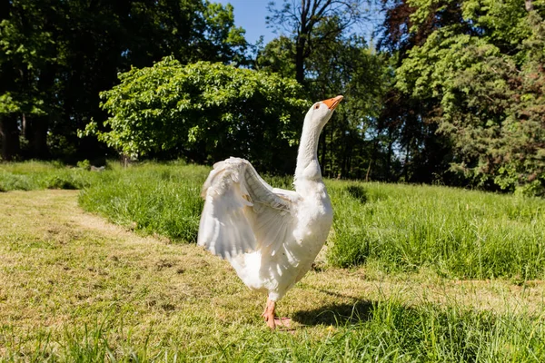 White goose in park — Stock Photo, Image