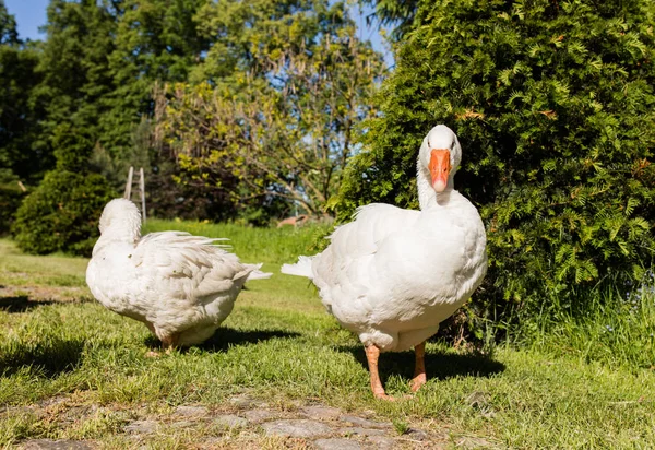 Gansos brancos no parque — Fotografia de Stock