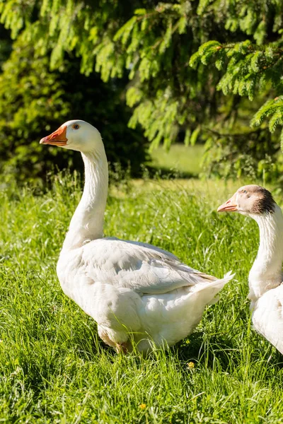 White geese in park — Stock Photo, Image