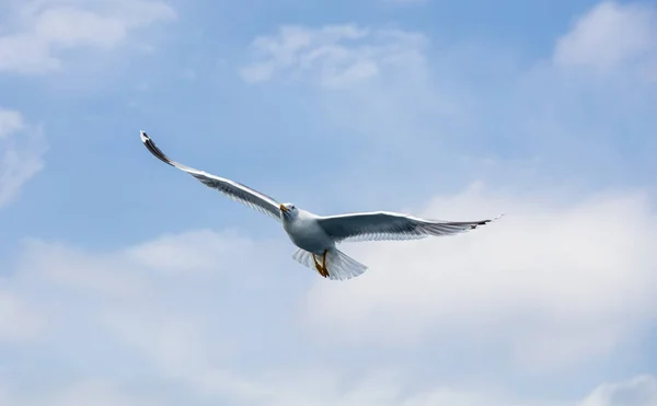Seagull in flight on day — Stock Photo, Image