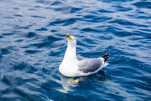 かわいいカモメの海 — ストック写真