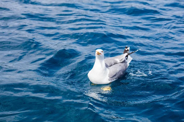 かわいいカモメの海 — ストック写真