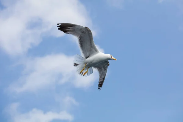 Seagull in flight on day — Stock Photo, Image