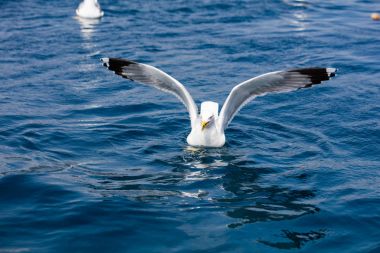 Denizin üzerinde şirin martı