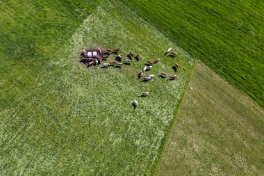 yeşil alan, inek sürüsü 