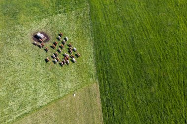 yeşil alan, inek sürüsü 