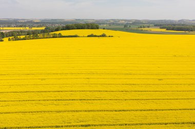 Hasat alanları Polonya