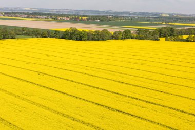 Hasat alanları Polonya