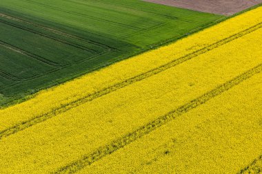 Hasat alanları Polonya