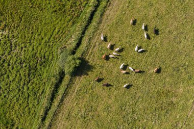 yeşil alan, inek sürüsü 