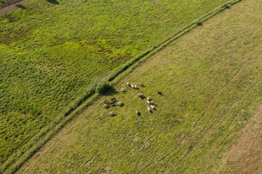 yeşil alan, inek sürüsü 