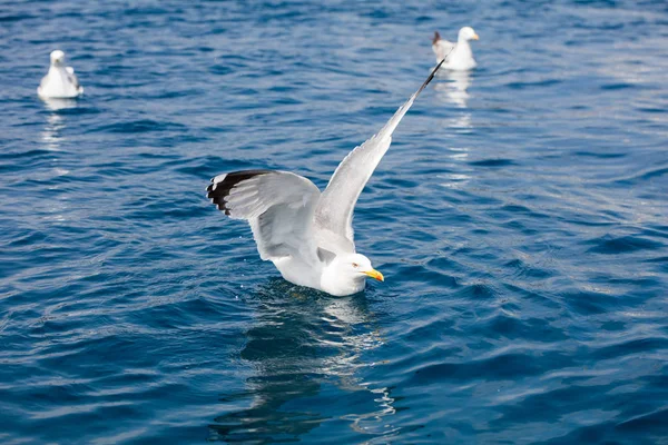 Cute Seagull on the sea — Stock Photo, Image