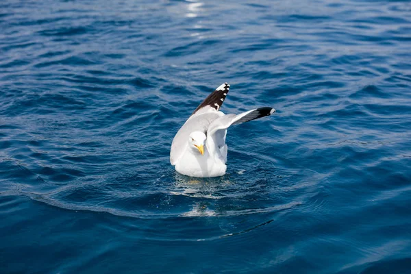 Denizin üzerinde şirin martı
