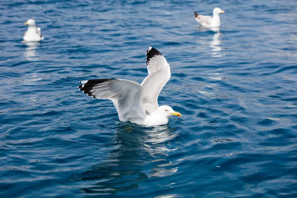 Cute Seagull on the sea — Stock Photo, Image