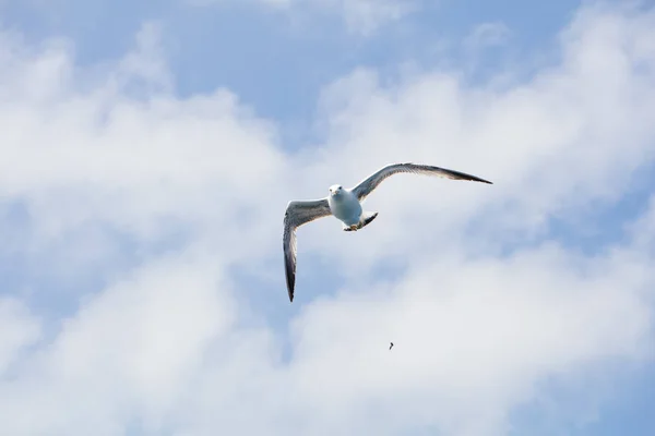 Seagull in flight on day — Stock Photo, Image