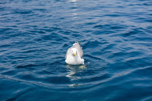 Cute Seagull on the sea — Stock Photo, Image