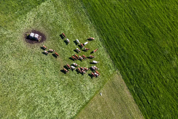 Manada de vacas en el campo verde — Foto de Stock