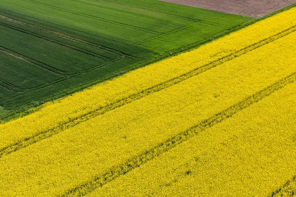 Panen ladang di Polandia — Stok Foto