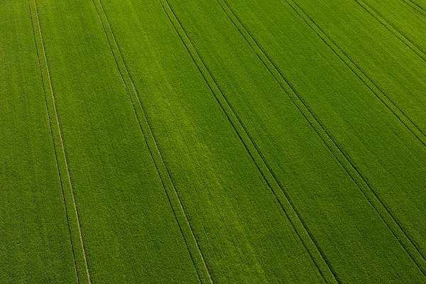 Oogst van de groene velden — Stockfoto