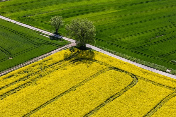 Campi di raccolta verde — Foto Stock