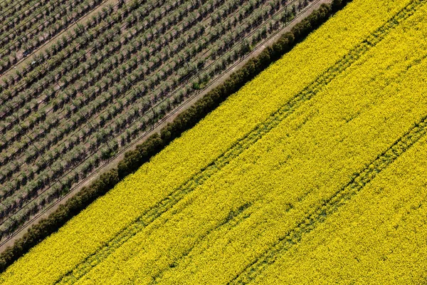 ポーランドでの収穫の畑 — ストック写真