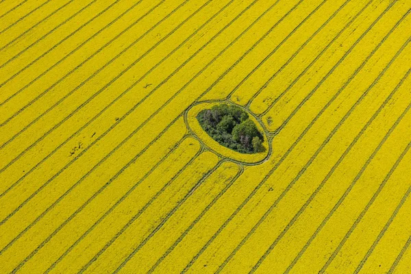 Harvest fields in Poland — Stock Photo, Image