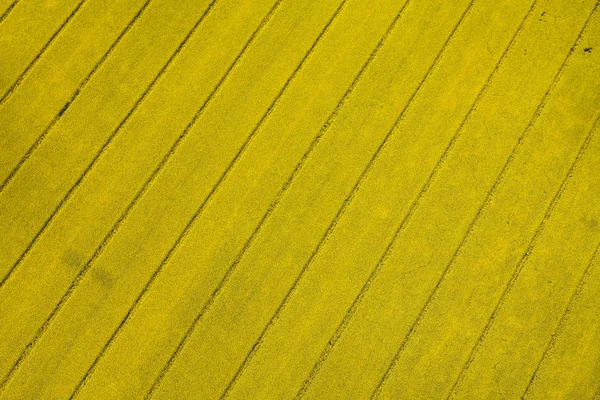 Harvest fields in Poland — Stock Photo, Image