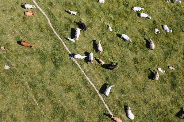 Вид с воздуха на стадо коров — стоковое фото