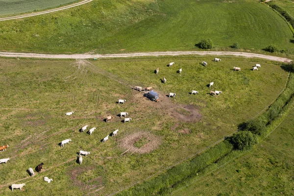 Повітряний вид на стадо корів — стокове фото