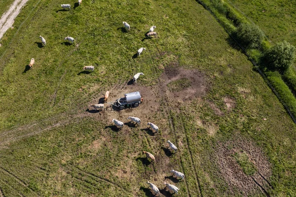 Vista aérea del rebaño de vacas — Foto de Stock