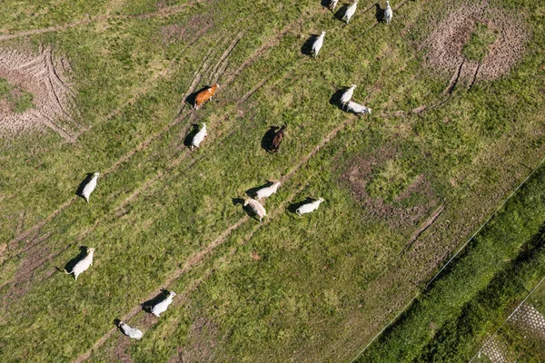 Aerial view of the cows herd — Stock Photo, Image
