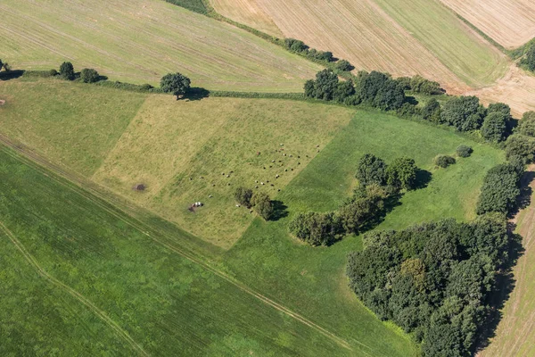 İnekler sürünün havadan görünümü