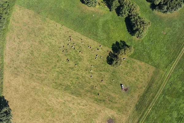 Vista aérea del rebaño de vacas —  Fotos de Stock