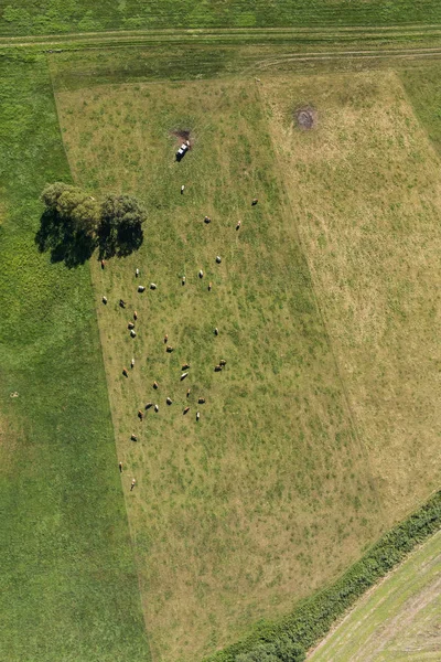 Повітряний вид на стадо корів — стокове фото