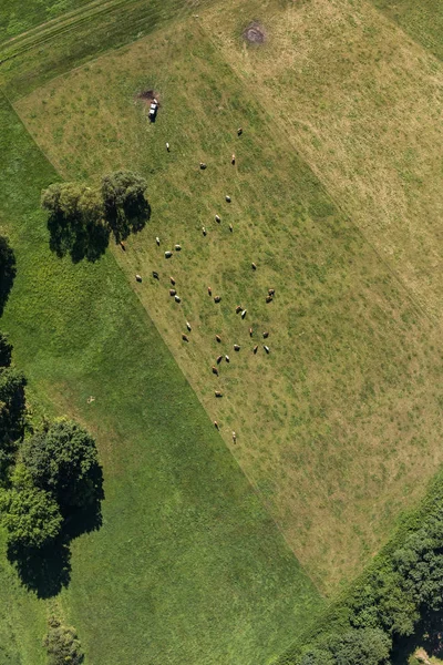 Aerial view of the cows herd — Stock Photo, Image