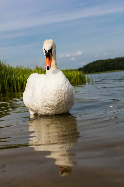 Cisne blanco en el lago — Foto de Stock