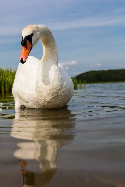 Cisne blanco en el lago — Foto de Stock