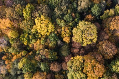 Sonbahar ormanının havadan görünüşü