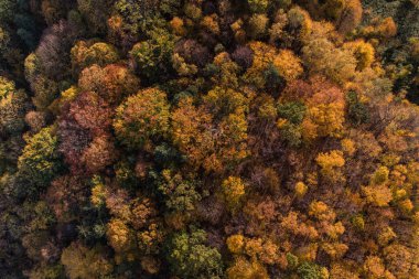 Sonbahar ormanının havadan görünüşü