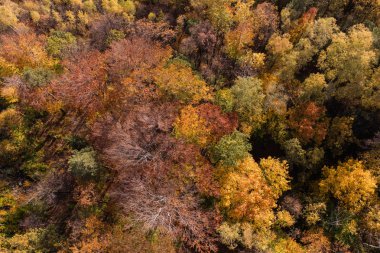 Sonbahar ormanının havadan görünüşü