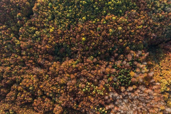 Aerial view of the autumn forest — Stock Photo, Image
